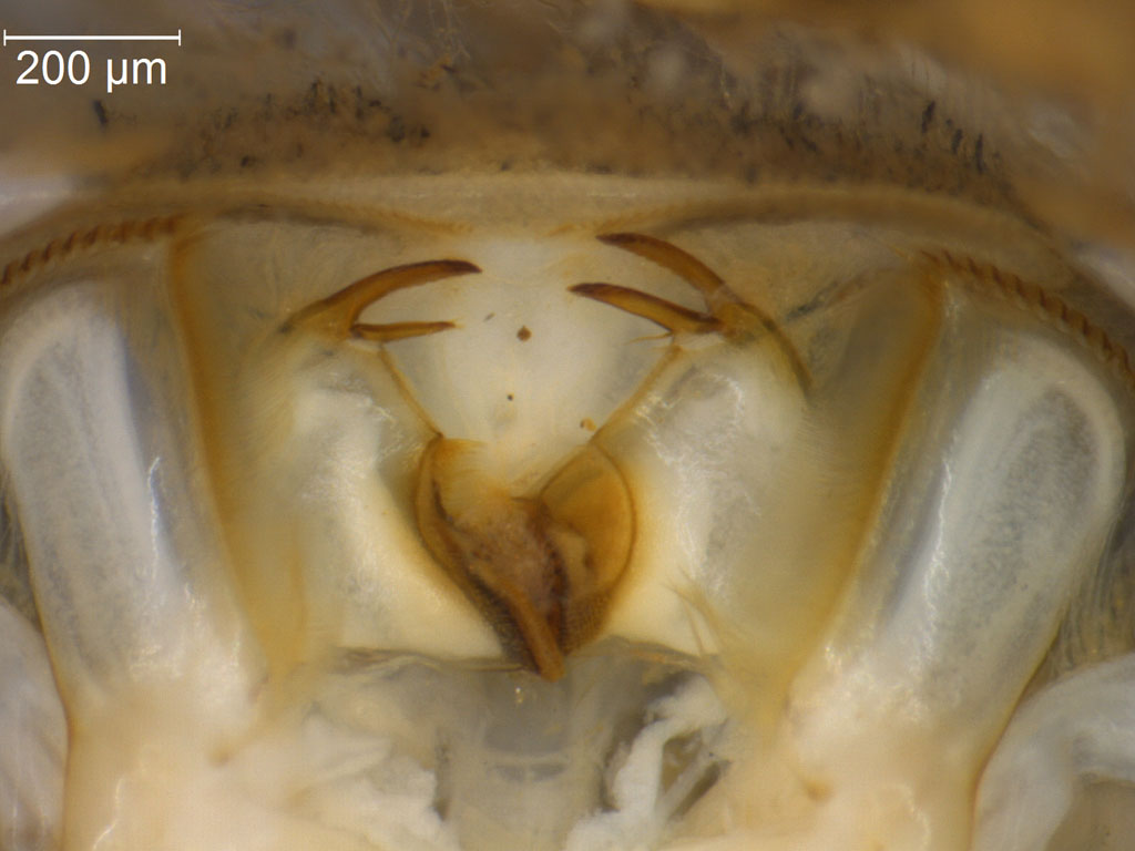 Heptagenia sulphurea